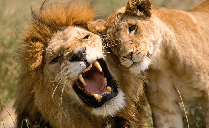 lioness-and-lion-love-i12